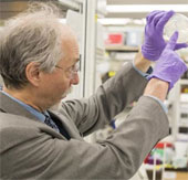 For the first time, yeast chromosomes were synthesized
