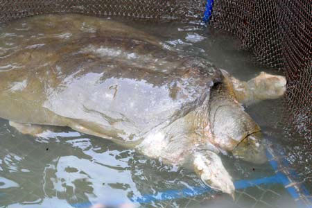 For the Sword Lake turtle to breed with Chinese turtles