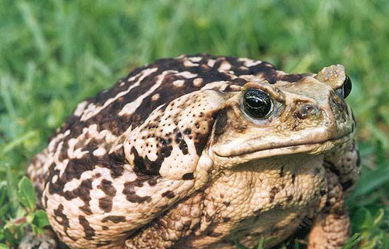 Foreign creatures are more dangerous than environmental pollution