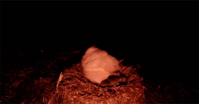 Foreign mice are eating two million young birds on the British island