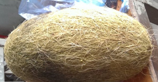Foreign newspapers write about strange objects 'billions of money' in the belly of a pig