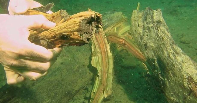 Forest cypress 50,000 years old intact at the bottom of the sea