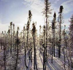 Forest fire reduces the northern hemisphere temperature