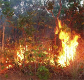 Forest fires and droughts can destroy the Amazon forest
