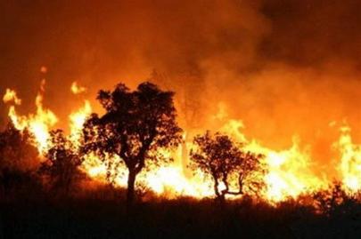 Forest fires in Algeria