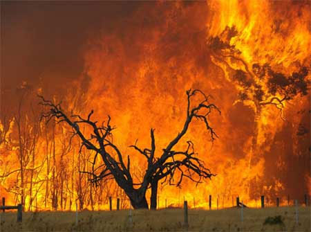 Forest fires spread beyond control in the UK