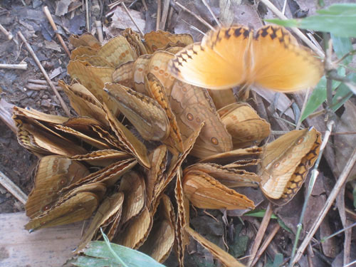 Forest princess butterflies rarely see thousands of children in Sapa
