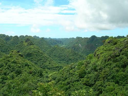 Forest restoration solution in Cat Ba National Park
