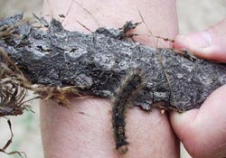 Forests are at risk of devastating pests