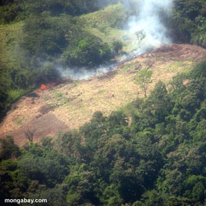Forests only have 31% of global continental areas