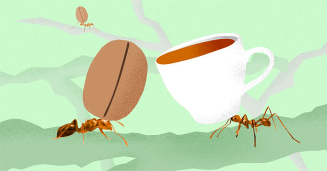 Forget the weasel cafe, now there is even a very toxic 'ant cafe' that can not afford to buy money