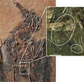 Fossil birds pollinate plants
