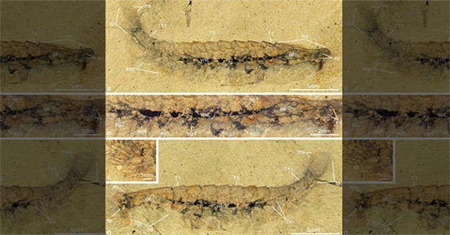 Fossil brains are found in ancient beetle-like creatures