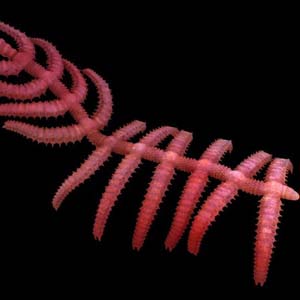 Fossil 'cactus walking'