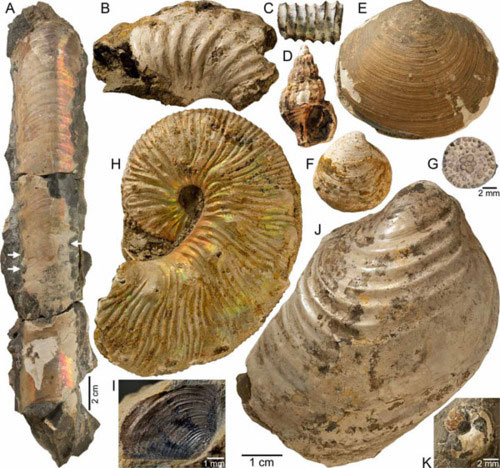 Fossil creatures 65 million years old