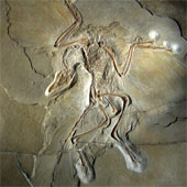 Fossil data reveal the origin of feathers