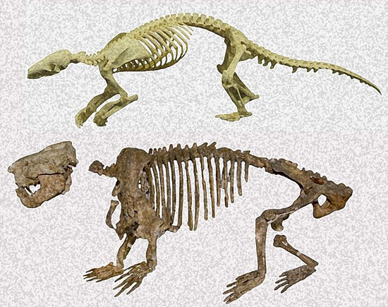 Fossil detection of the first mammal