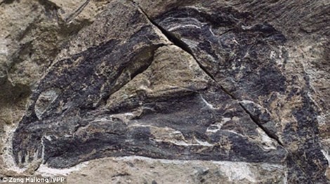 Fossil dinosaurs appear in China