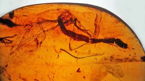 Fossil dragonflies lose their head 100 million years