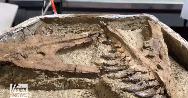 Fossil is suspected of being a child tyrant dinosaur in America