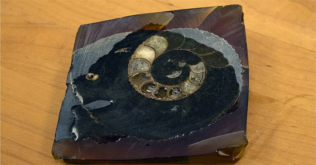 Fossil shells help people find the reason that the Earth is increasingly polluted?
