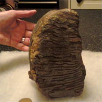 Fossil three million year old mammoth teeth on the English coast