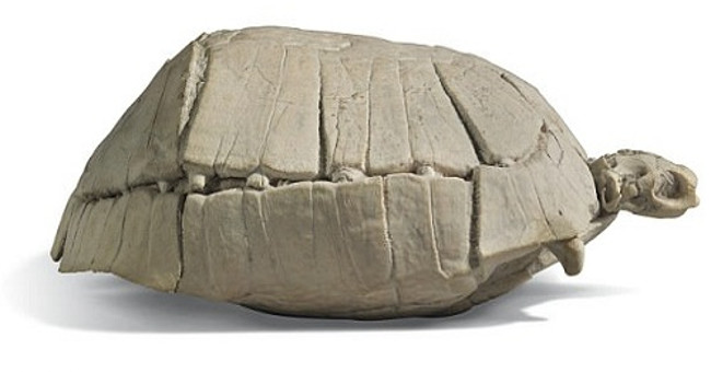 Fossil turtle 33 million years of rare value worth more than 4,000 USD