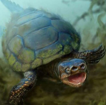Fossil turtle nose fossil found 76 million years