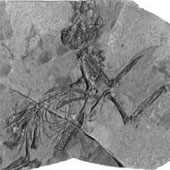 Fossilized birds discovered 30 million years ago