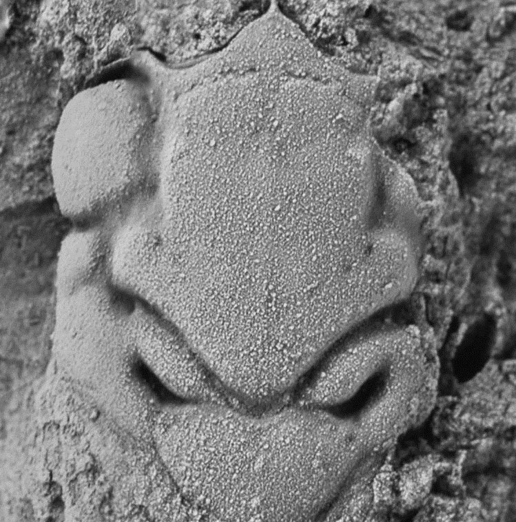 Fossilized shrimp named Michael Jackson