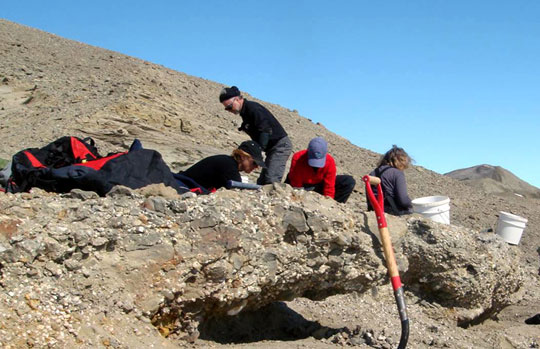 Fossilized turtle discovered 45 million years in Antarctica