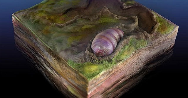 Fossils 555 million years of human ancestors