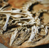 Fossils alter the perception of feather dinosaurs