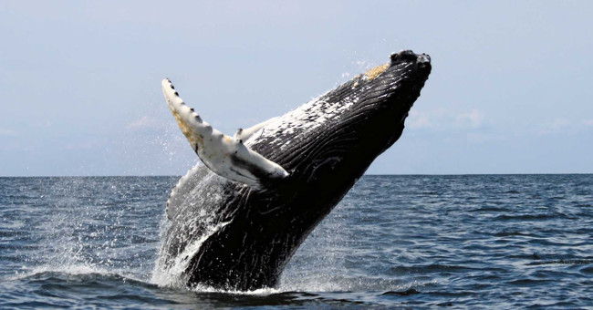 Fossils make scientists reconsider whale evolution theory
