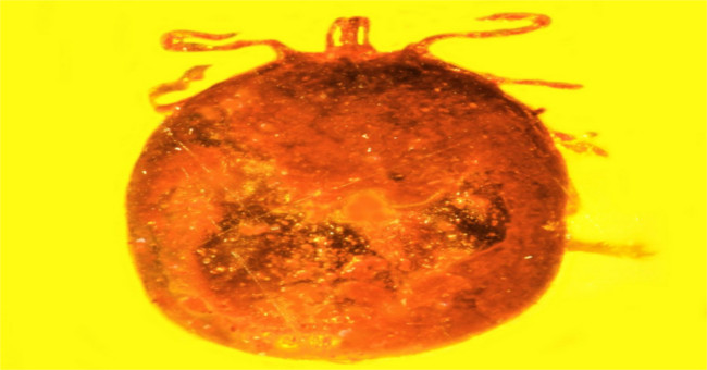 Fossils of fleas were found inside the piece of amber 30 million years ago