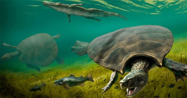 Fossils of giant tortoise-eating snakes found in South America