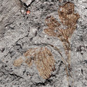 Fossils of the oldest flower in North America