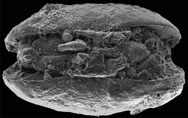 Fossils reveal Antarctica warmer than in the past