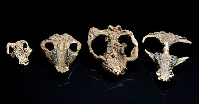 Fossils reveal information about life regeneration on Earth after extinct dinosaurs
