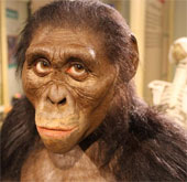 Fossils reveal the possibility of survival of new strains