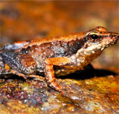 Found 14 new species of frogs