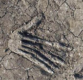 Found 16 right hands that were severed, buried in the ancient palace