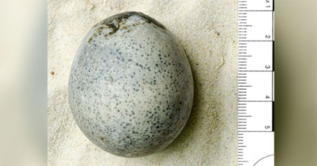 Found 1,700 year old chicken eggs intact