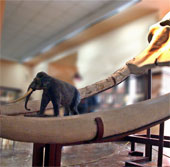 Found 3-meter ivory fossils in China