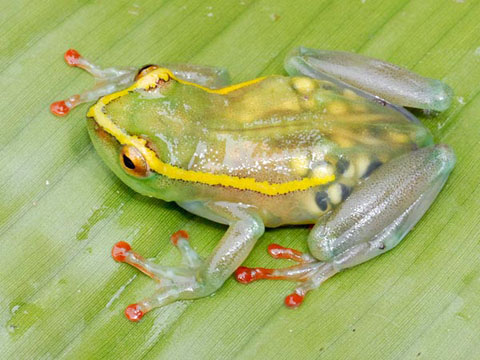Found 5 weird frogs