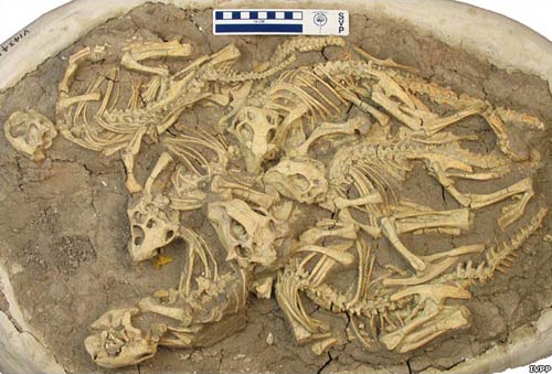 Found 6 dinosaurs in China