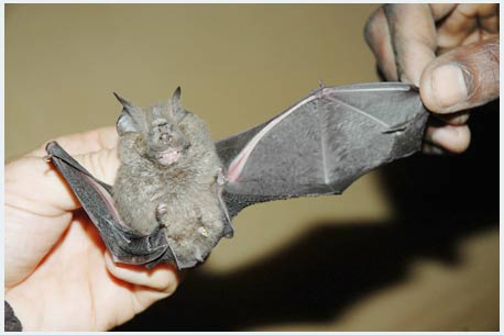 Found 6 new species in Congo Democratic Republic