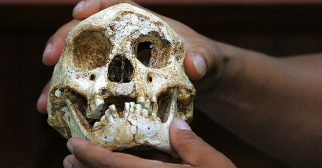 Found 700,000 year old 'dwarf' hobbit bone in Asia