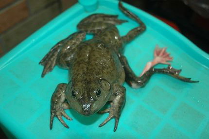 Found 7-legged frog