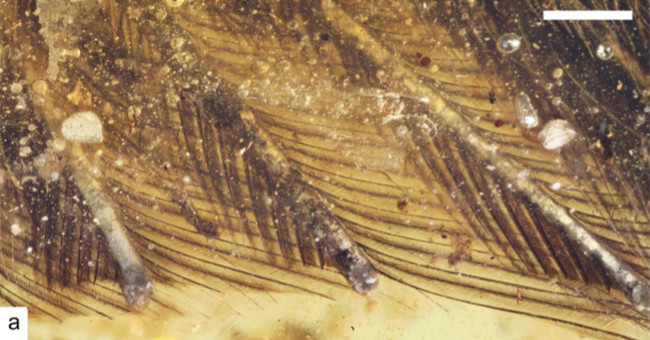 Found a 99 million-year-old fossil bird covered in amber